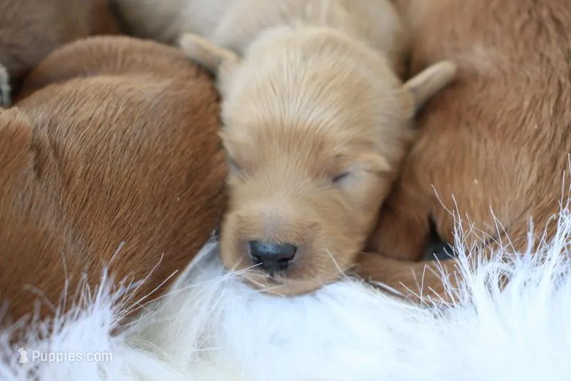 Female Mini Goldendoodle – Miniature Goldendoodle puppy for sale in Saint Paul, MN