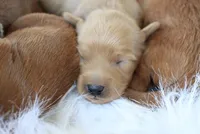 Female Mini Goldendoodle, a male Miniature Goldendoodle for sale in Saint Paul, MN – 1 of 1