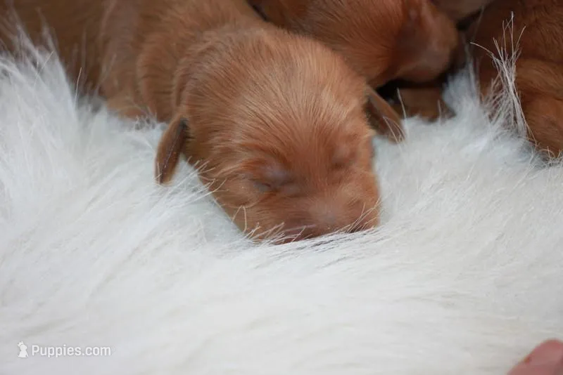 Male Petite Goldendoodle 15-25 lbs – Miniature Goldendoodle puppy for sale in Saint Paul, MN