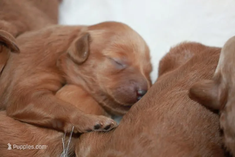 Female Petite Goldendoodle 15-25 lbs – Miniature Goldendoodle puppy for sale in Saint Paul, MN