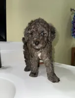Louie, a male Poodle - Toy  for sale in Wilson, NC – 1 of 6