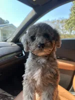Louie, a male Poodle - Toy  for sale in Wilson, NC – 5 of 6