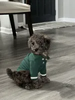 Louie, a male Poodle - Toy  for sale in Wilson, NC – 6 of 6
