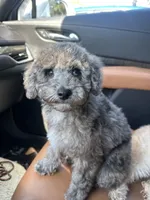 Louie, a male Poodle - Toy  for sale in Wilson, NC – 4 of 6