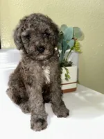 Louie, a male Poodle - Toy  for sale in Wilson, NC – 2 of 6