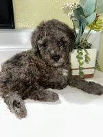 Louie, a male Poodle - Toy  for sale in Wilson, NC – 3 of 6