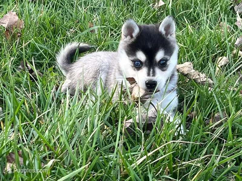 Kane – Alaskan Klee Kai puppy for sale in Cincinnati, OH