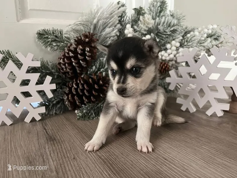 Kane – Alaskan Klee Kai puppy for sale in Cincinnati, OH