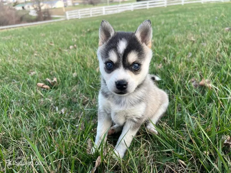 Kairo – Alaskan Klee Kai puppy for sale in Cincinnati, OH