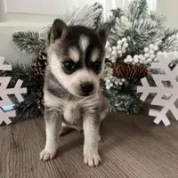 KiKi, a female Alaskan Klee Kai for sale in Cincinnati, OH – Photo 2 of 5