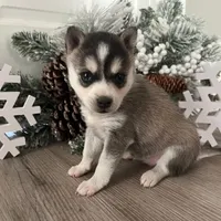 KiKi, a female Alaskan Klee Kai for sale in Cincinnati, OH – Photo 3 of 5