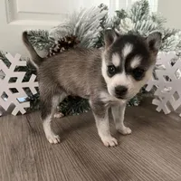 KiKi, a female Alaskan Klee Kai for sale in Cincinnati, OH – Photo 4 of 5