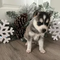 KiKi, a female Alaskan Klee Kai for sale in Cincinnati, OH – Photo 5 of 5