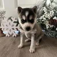 KiKi, a female Alaskan Klee Kai for sale in Cincinnati, OH – Photo 1 of 5