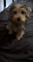 Max, a male Yorkipoo for sale in Jackson, MS – 1 of 3
