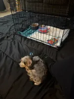 Max, a male Yorkipoo for sale in Jackson, MS – 2 of 3