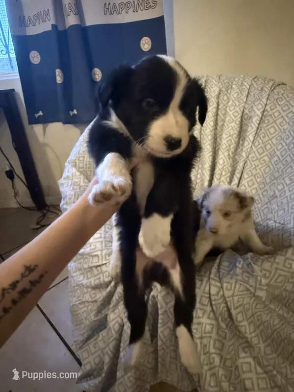 Boy, a male Border Collie for sale in Las Vegas, NV – Photo 1 of 6