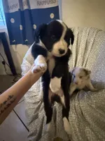 Boy, a male Border Collie for sale in Las Vegas, NV – Photo 1 of 6
