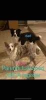 Boy, a male Border Collie for sale in Las Vegas, NV – Photo 3 of 6
