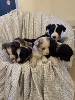 Boy, a male Border Collie for sale in Las Vegas, NV – Photo 6 of 6