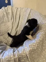 Girl4, a female Border Collie for sale in Las Vegas, NV – 6 of 7