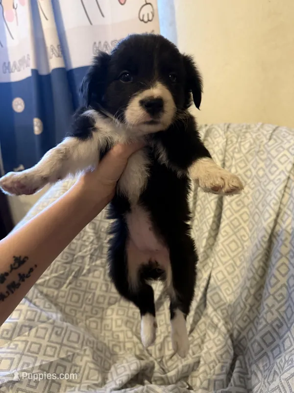 Girl4 – Border Collie puppy for sale in Las Vegas, NV