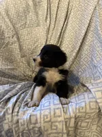 Girl4, a female Border Collie for sale in Las Vegas, NV – 7 of 7