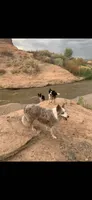 Girl4, a female Border Collie for sale in Las Vegas, NV – 4 of 7