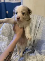 Girl1, a female Border Collie for sale in Las Vegas, NV – 4 of 9