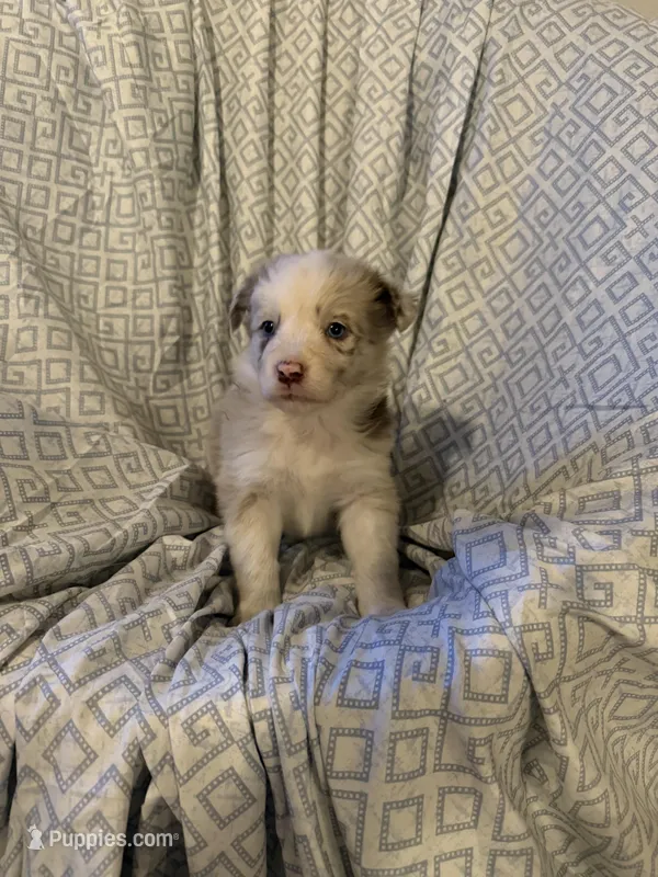 Girl1 – Border Collie puppy for sale in Las Vegas, NV