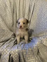 Girl1, a female Border Collie for sale in Las Vegas, NV – 1 of 9