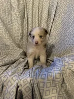 Girl1, a female Border Collie for sale in Las Vegas, NV – 5 of 9