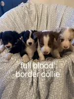 Girl2, a female Border Collie for sale in Las Vegas, NV – 6 of 9