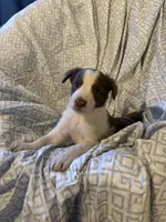 Girl2, a female Border Collie for sale in Las Vegas, NV – 9 of 9
