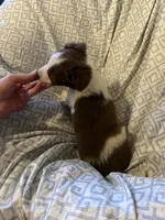 Girl2, a female Border Collie for sale in Las Vegas, NV – 7 of 9