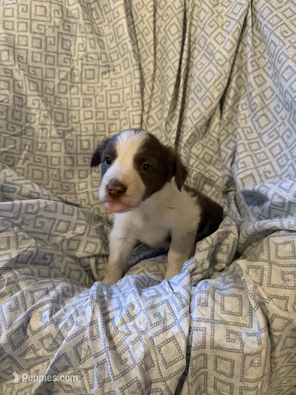 Girl2 – Border Collie puppy for sale in Las Vegas, NV