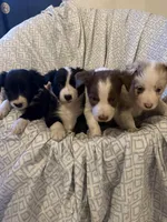 Girl2, a female Border Collie for sale in Las Vegas, NV – 8 of 9