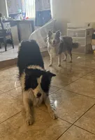 Girl3, a female Border Collie for sale in Las Vegas, NV – 5 of 7