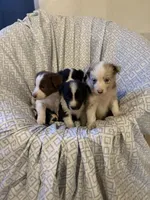 Girl3, a female Border Collie for sale in Las Vegas, NV – 7 of 7