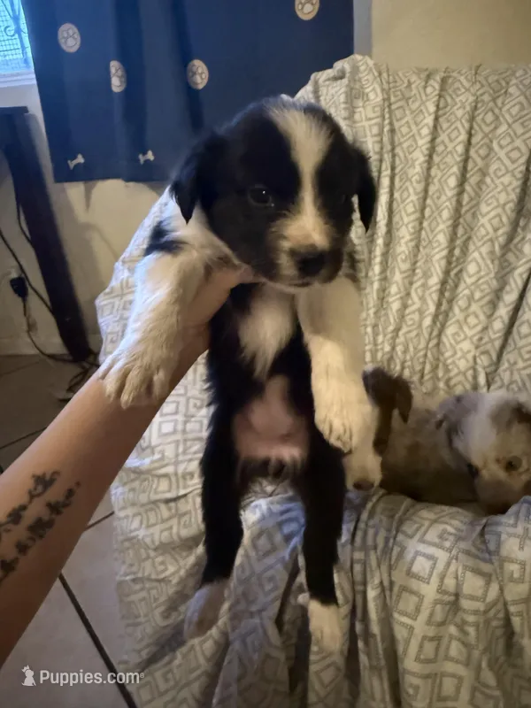 Girl3 – Border Collie puppy for sale in Las Vegas, NV