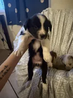 Girl3, a female Border Collie for sale in Las Vegas, NV – 1 of 7