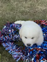 Blue, a male Great Pyrenees for sale in Cleveland, NC – 7 of 10