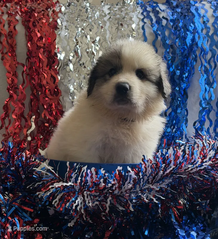 Gunner – Great Pyrenees puppy for sale in Cleveland, NC