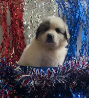 Gunner, a male Great Pyrenees for sale in Cleveland, NC – 1 of 1
