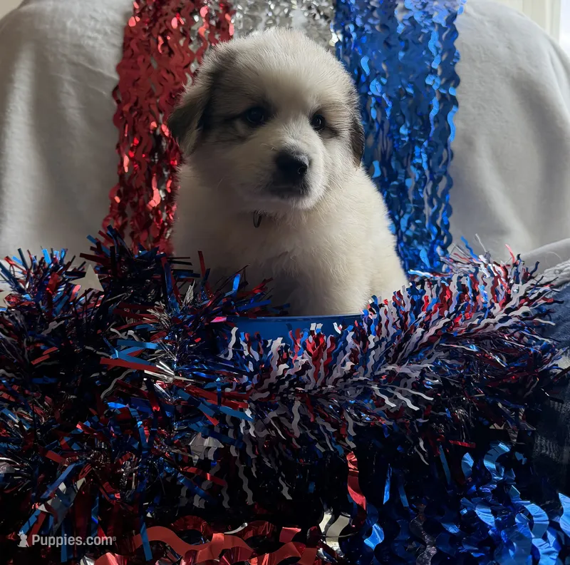 Tank – Great Pyrenees puppy for sale in Cleveland, NC