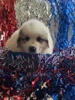 Star, a female Great Pyrenees for sale in Cleveland, NC – 1 of 1
