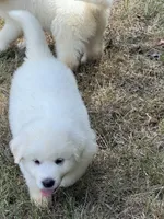 Blue, a male Great Pyrenees for sale in Cleveland, NC – 5 of 10