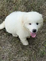 Blue, a male Great Pyrenees for sale in Cleveland, NC – 2 of 10