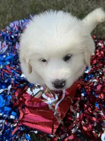 Blue, a male Great Pyrenees for sale in Cleveland, NC – 3 of 10