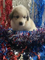 Blaze, a male Great Pyrenees for sale in Cleveland, NC – 1 of 1